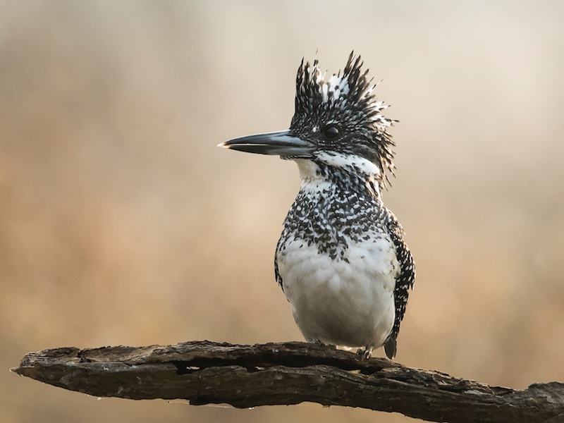 Birds of South East Asia