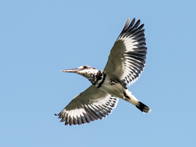 Birds of South East Asia