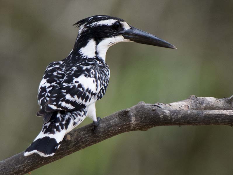 Birds of South East Asia