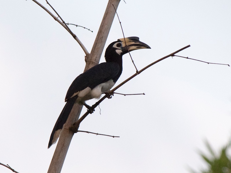 Birds of South East Asia