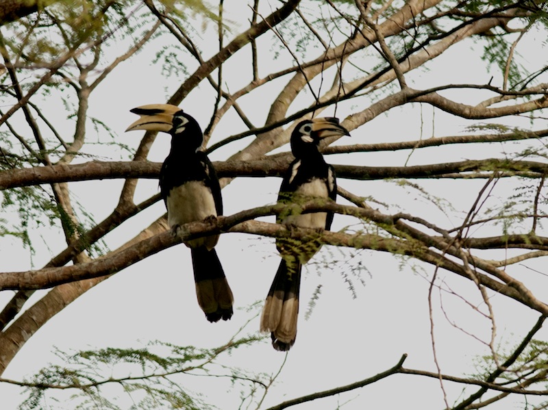 Birds of South East Asia