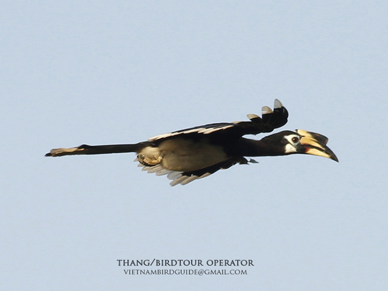 Birds of South East Asia