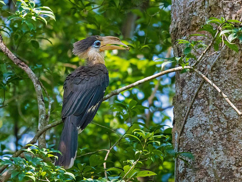 Birds of South East Asia