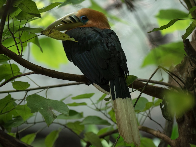 Birds of South East Asia
