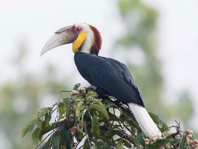 Birds of South East Asia
