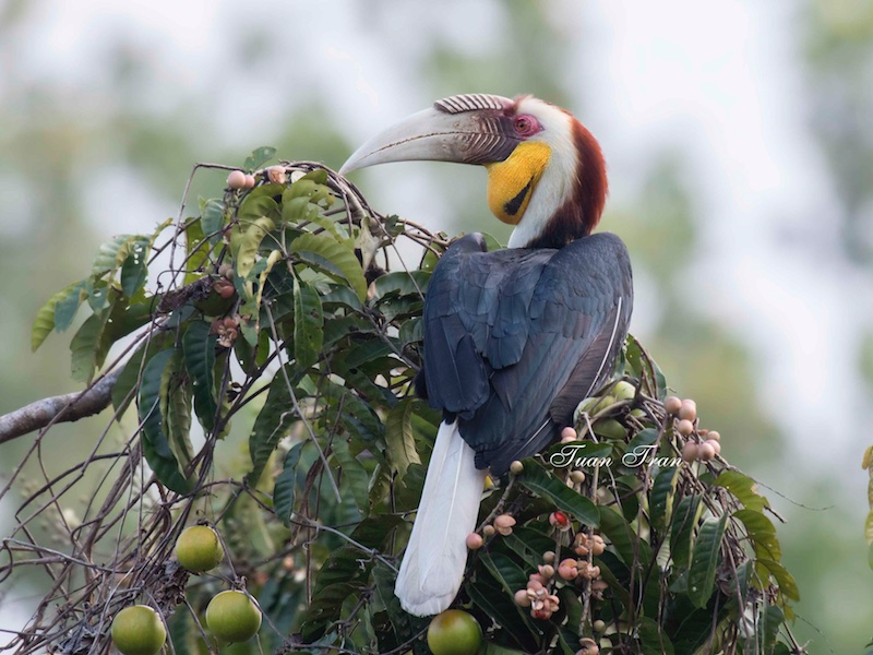 Birds of South East Asia