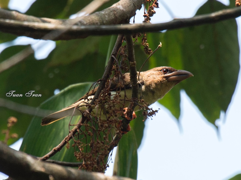 Birds of South East Asia
