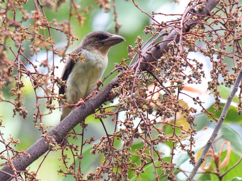 Birds of South East Asia