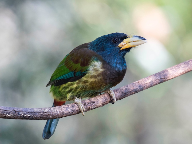 Birds of South East Asia