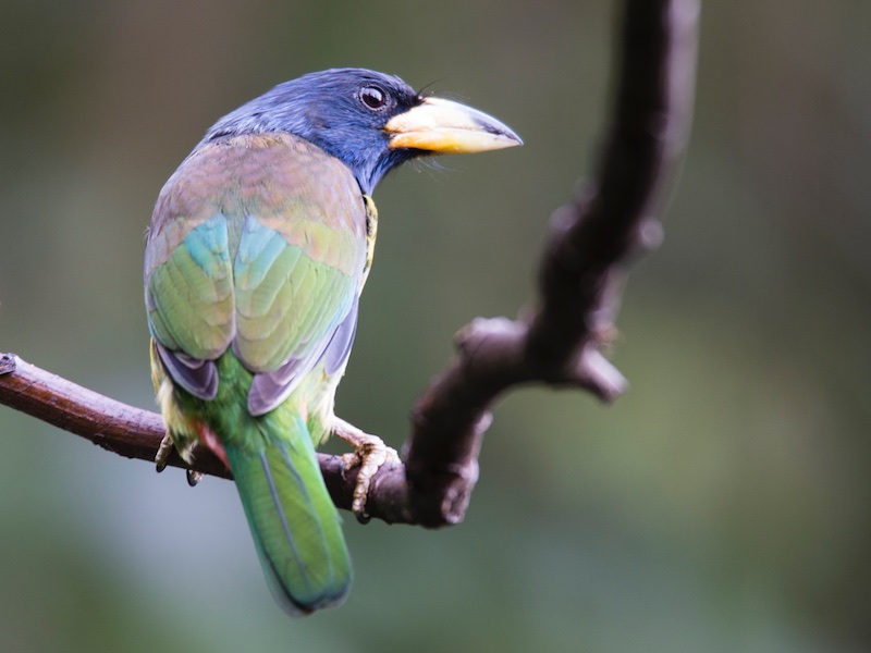 Birds of South East Asia