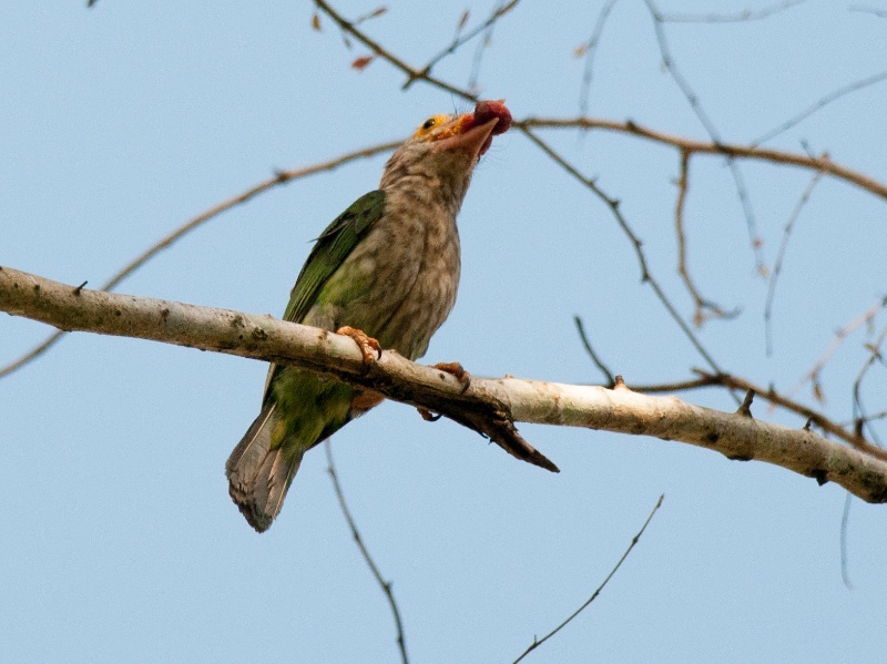 Birds of South East Asia