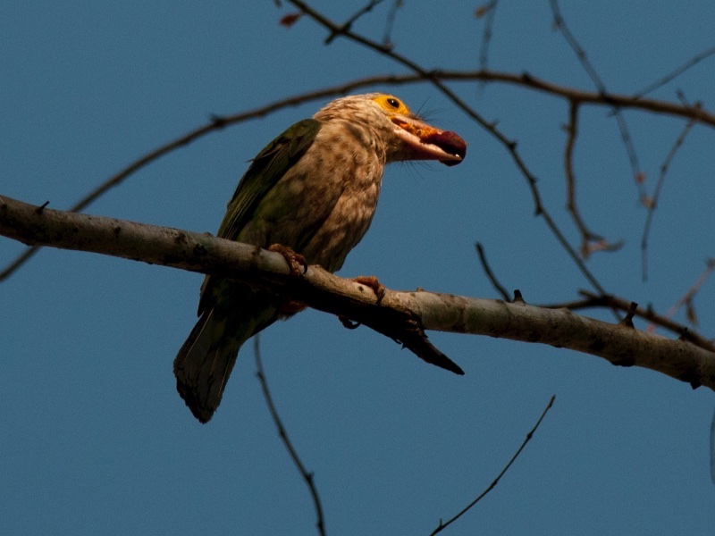 Birds of South East Asia