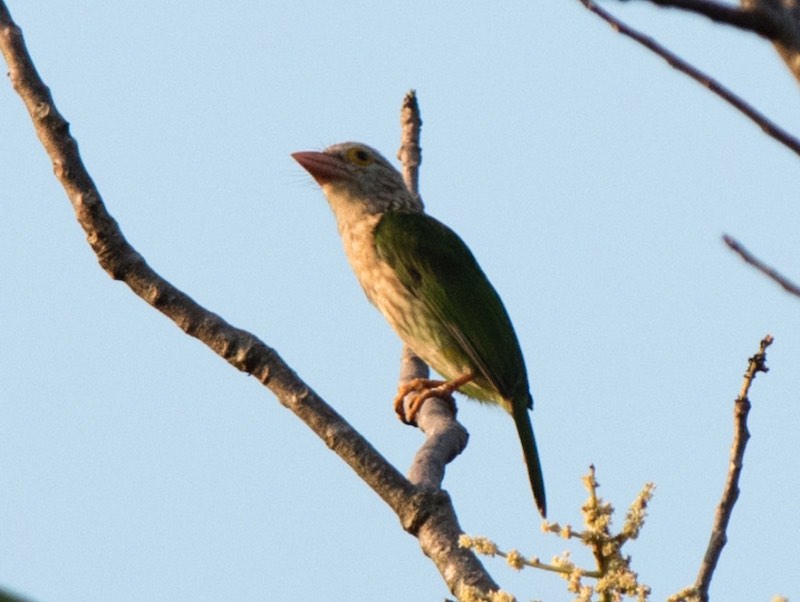 Birds of South East Asia
