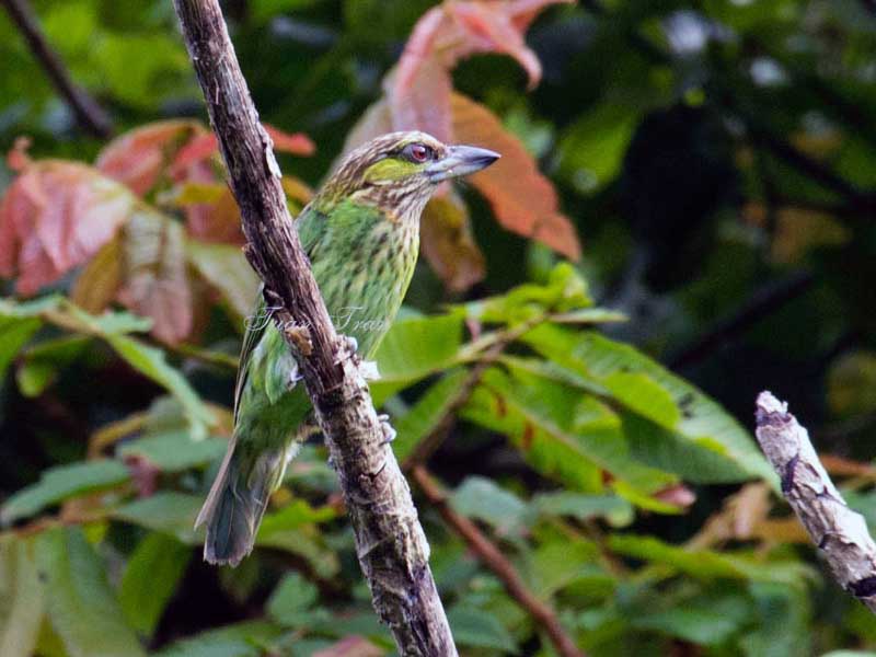 Birds of South East Asia