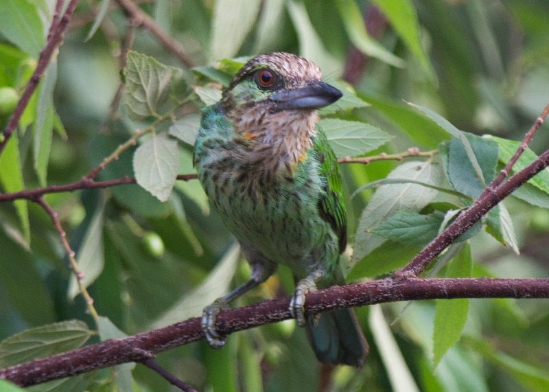 Birds of South East Asia