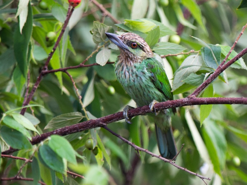 Birds of South East Asia
