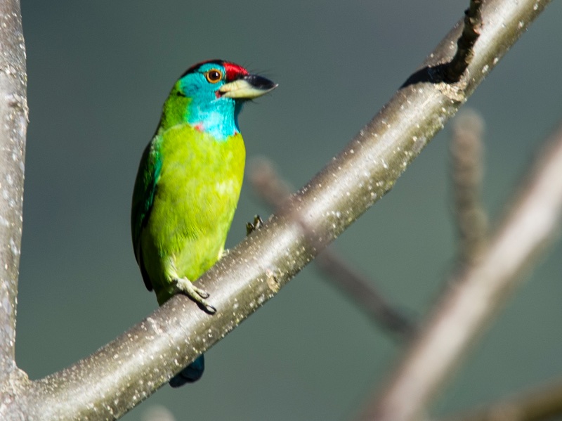 Birds of South East Asia