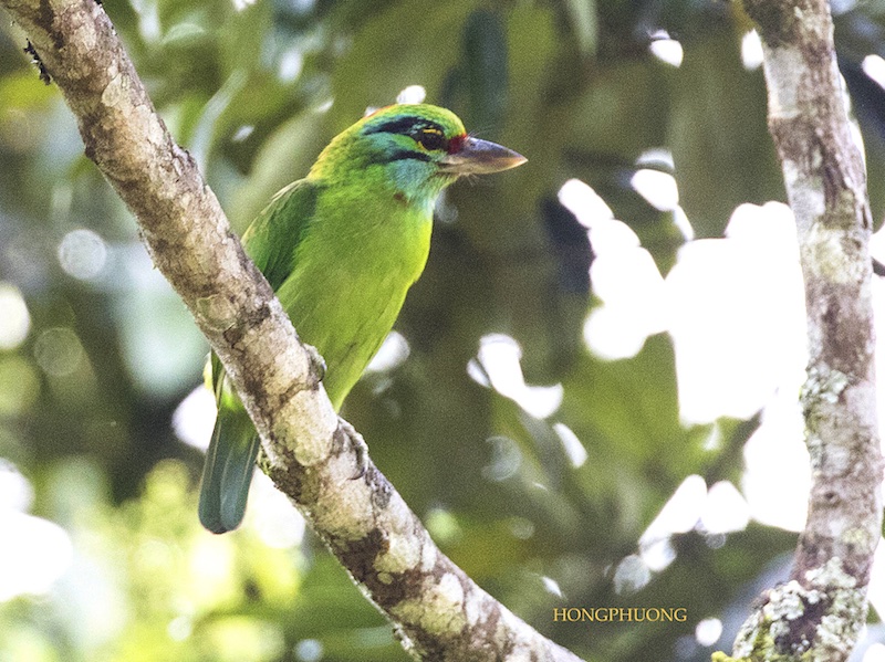 Birds of South East Asia