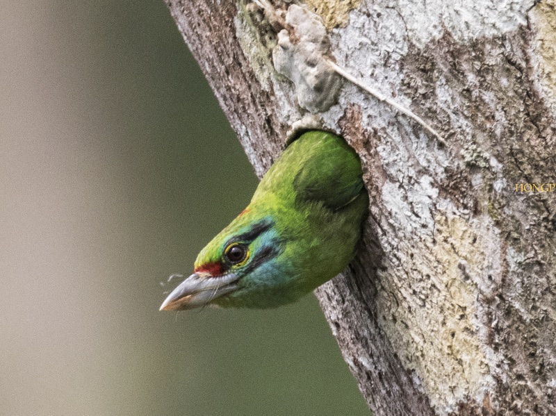 Birds of South East Asia