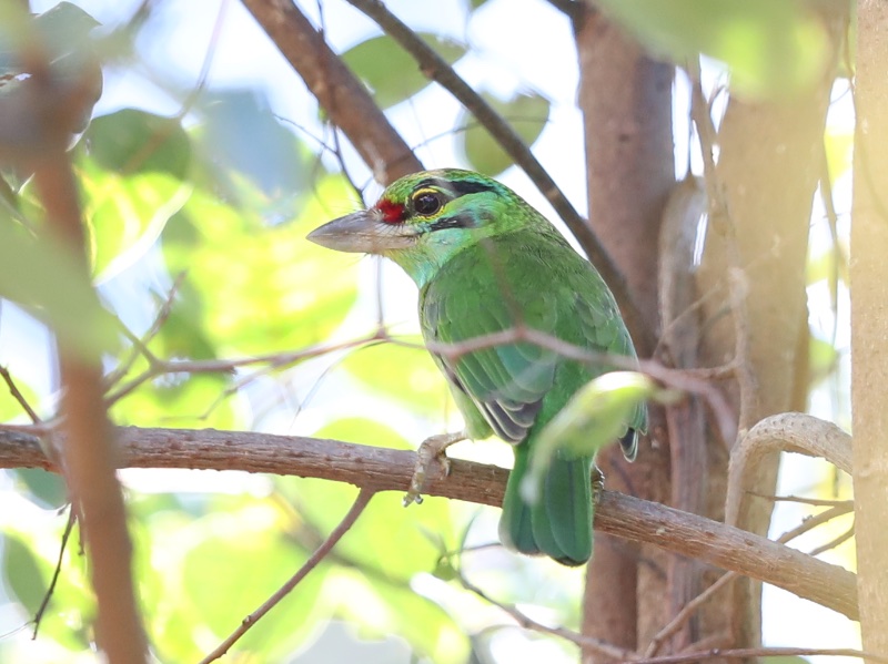 Birds of South East Asia