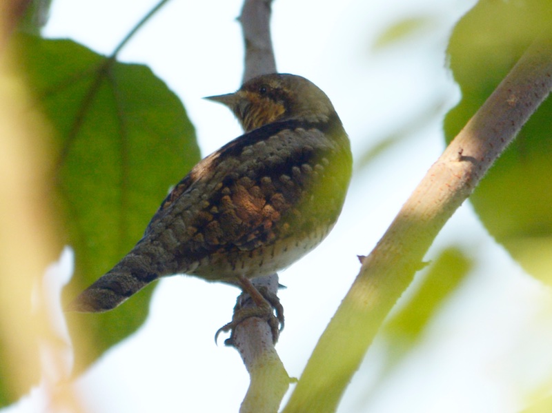 Birds of South East Asia