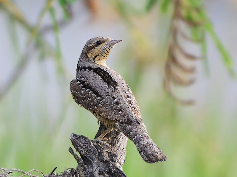Birds of South East Asia