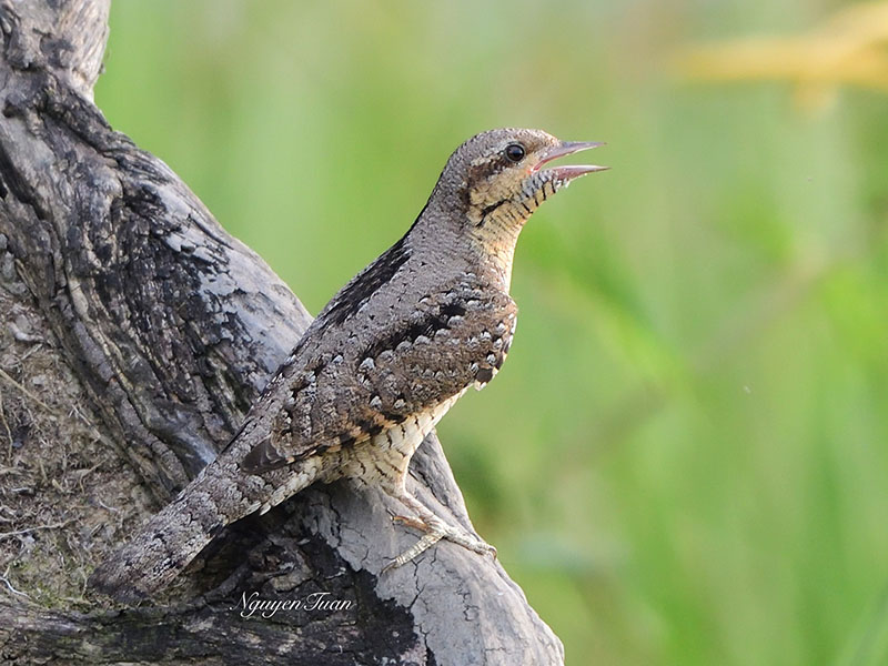 Birds of South East Asia