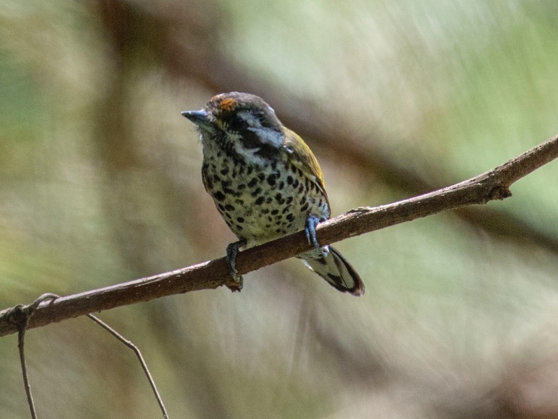 Birds of South East Asia