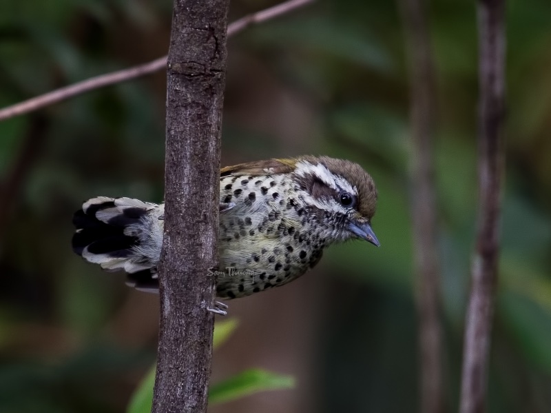 Birds of South East Asia