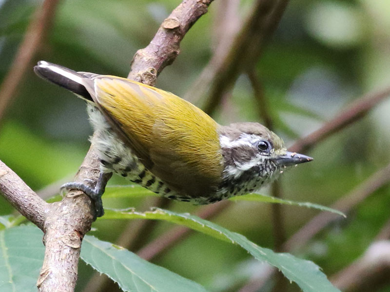 Birds of South East Asia