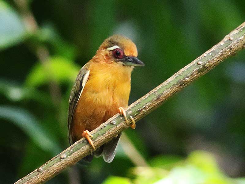 Birds of South East Asia