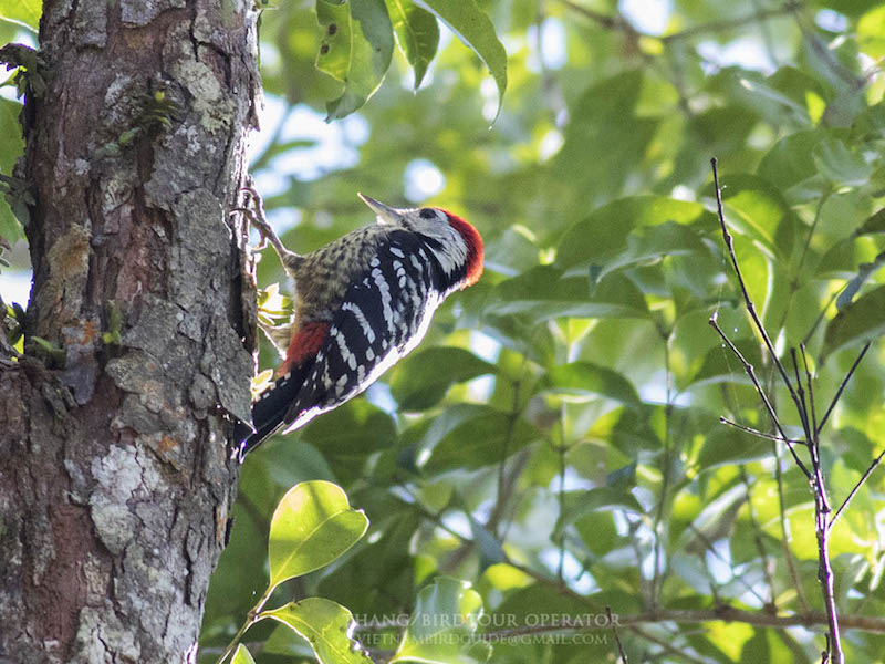 Birds of South East Asia