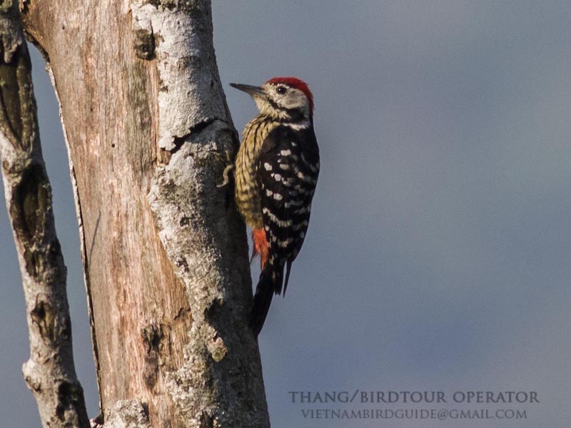 Birds of South East Asia