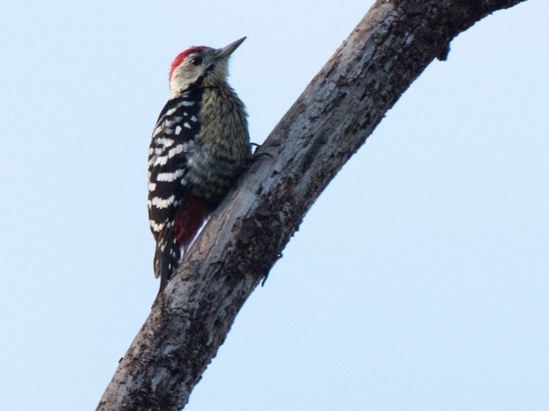 Birds of South East Asia