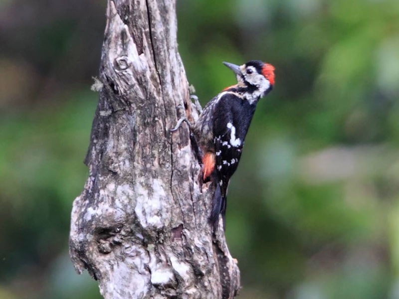 Birds of South East Asia