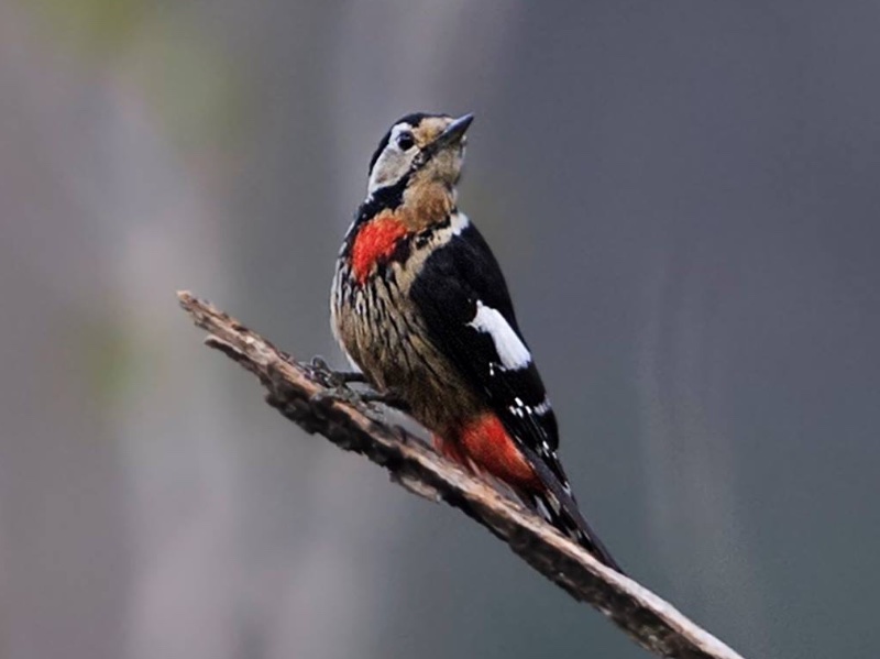 Birds of South East Asia