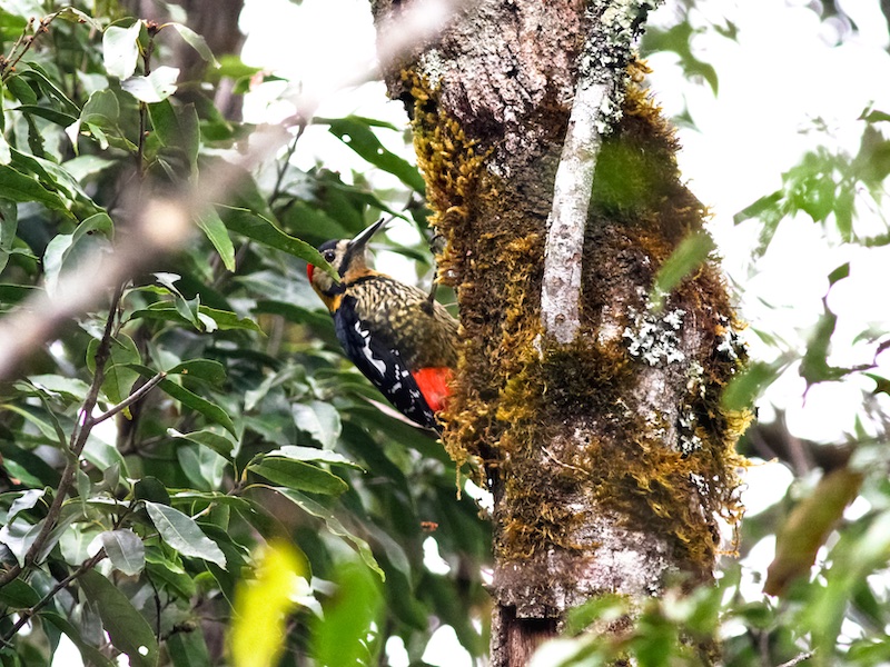 Birds of South East Asia