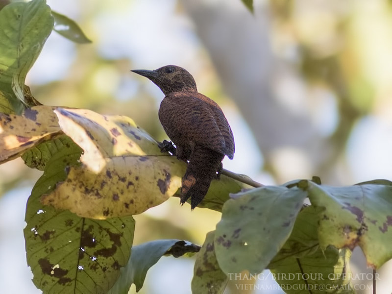 Birds of South East Asia