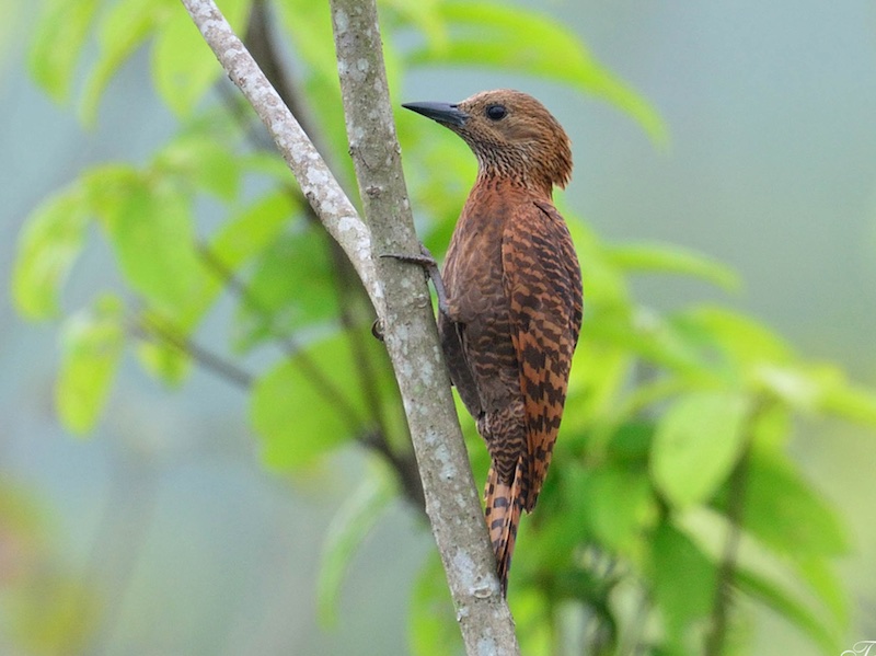 Birds of South East Asia