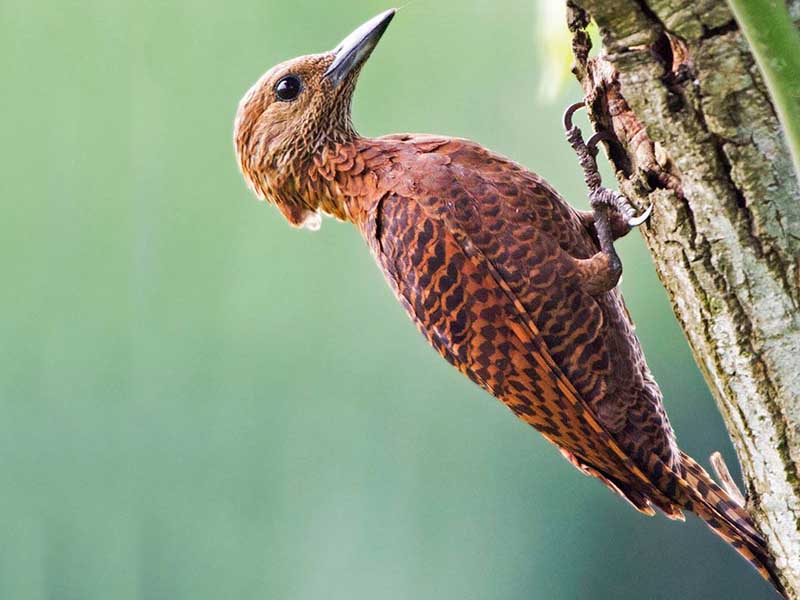 Birds of South East Asia