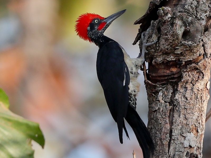 Birds of South East Asia