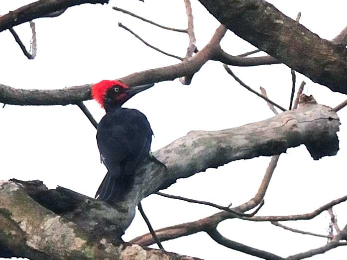 Birds of South East Asia