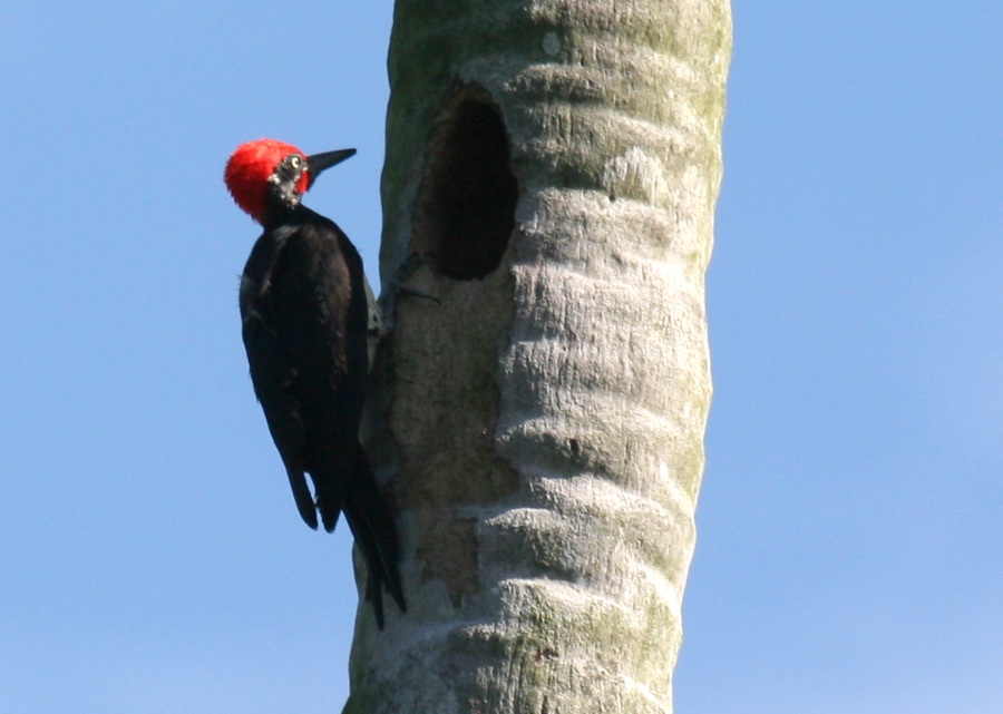 Birds of South East Asia