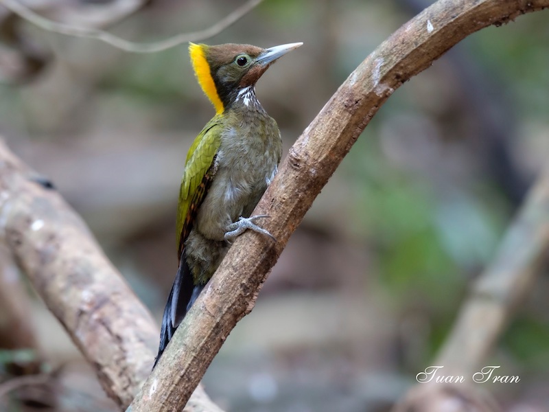 Birds of South East Asia