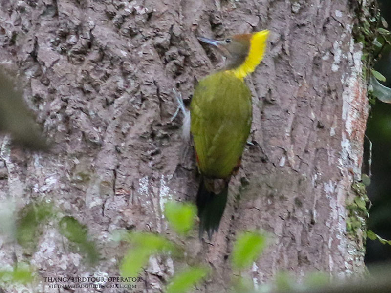 Birds of South East Asia