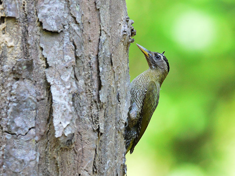 Birds of South East Asia