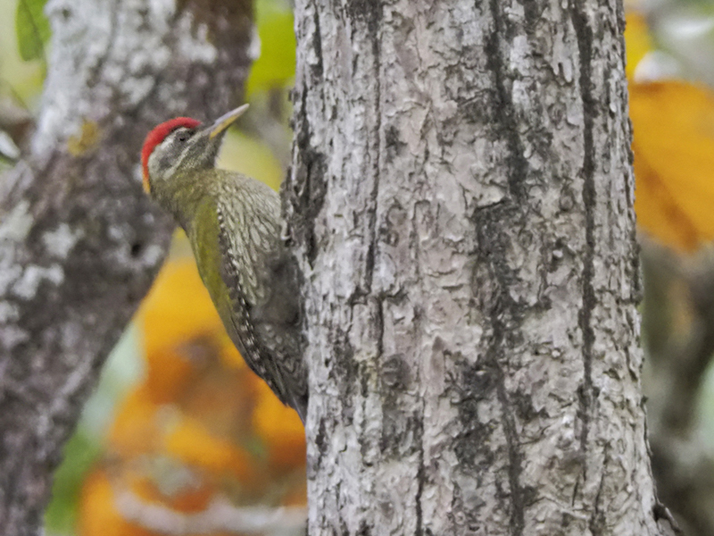 Birds of South East Asia