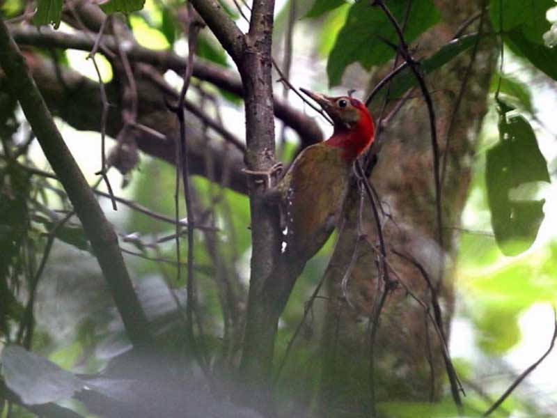 Birds of South East Asia