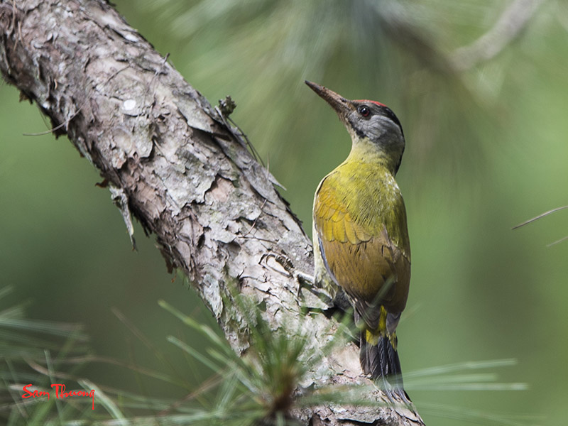 Birds of South East Asia