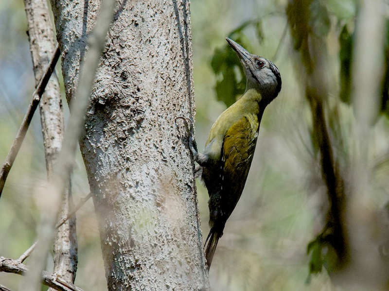 Birds of South East Asia